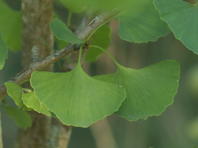 420 - Ginkgo Biloba