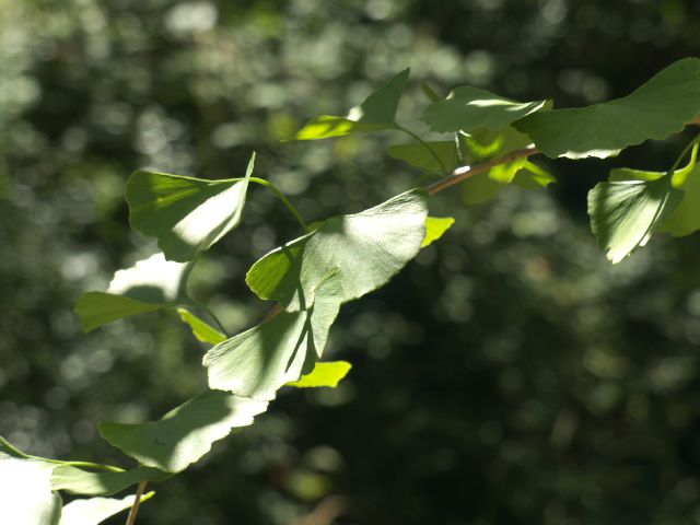 420 - Ginkgo Biloba