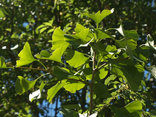 420 - Ginkgo Biloba