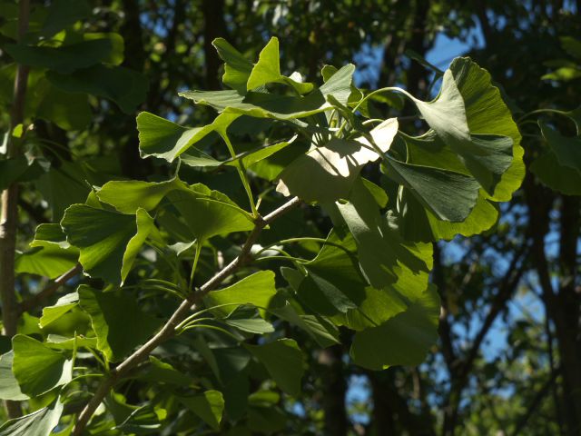 420 - Ginkgo Biloba