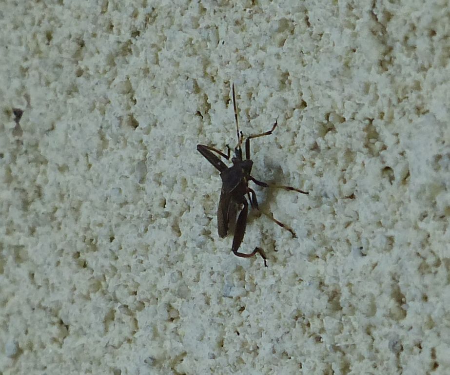 Octobre 2017... Insecte inconnu... Philippe LAFFONT