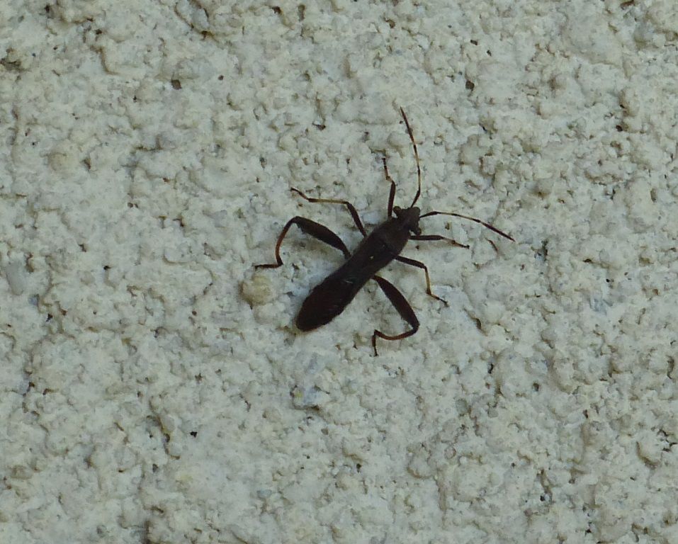 Octobre 2017... Insecte inconnu... Philippe LAFFONT