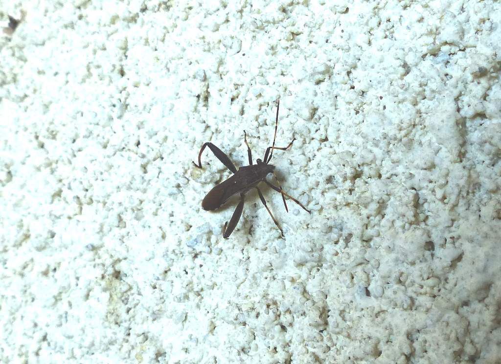 Octobre 2017... Insecte inconnu... Philippe LAFFONT