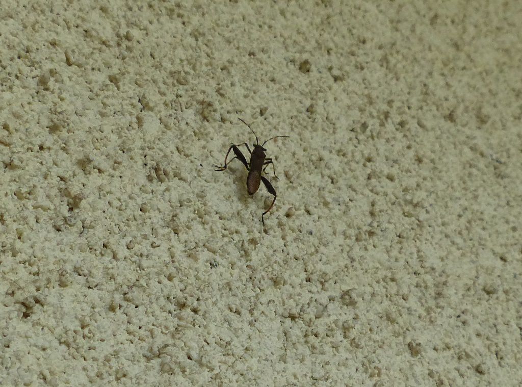Octobre 2017... Insecte inconnu... Philippe LAFFONT