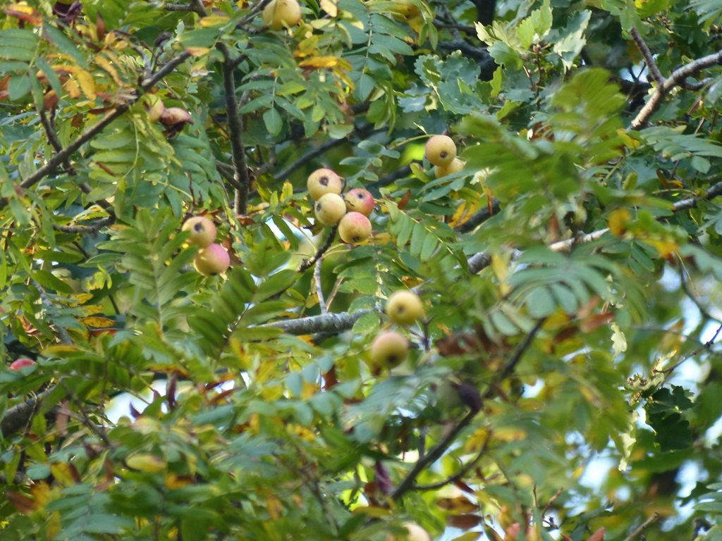 Fin Octobre 2017. La Nature vue par Philippe LAFFONT