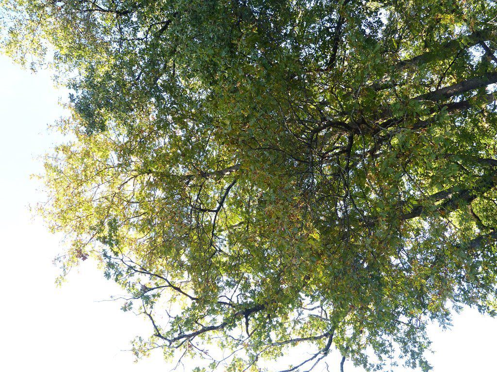 Fin Octobre 2017. La Nature vue par Philippe LAFFONT