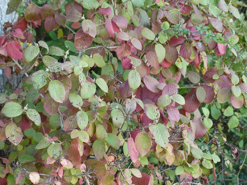 Fin Octobre 2017. La Nature vue par Philippe LAFFONT