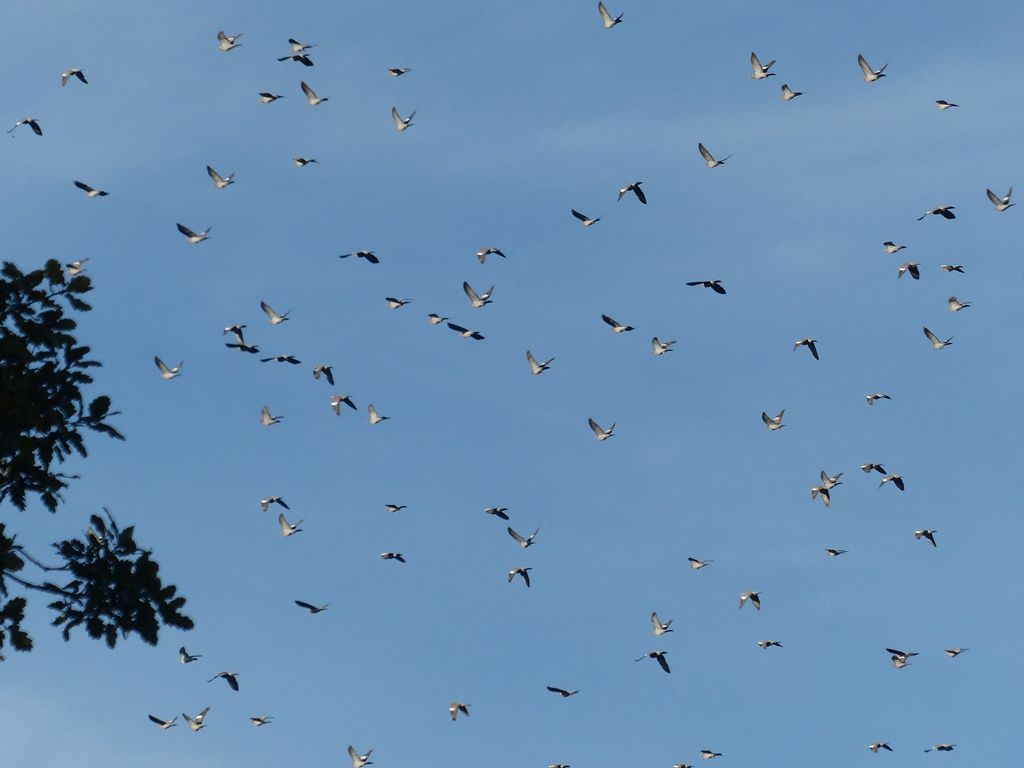 Fin Octobre 2017. La Nature vue par Philippe LAFFONT