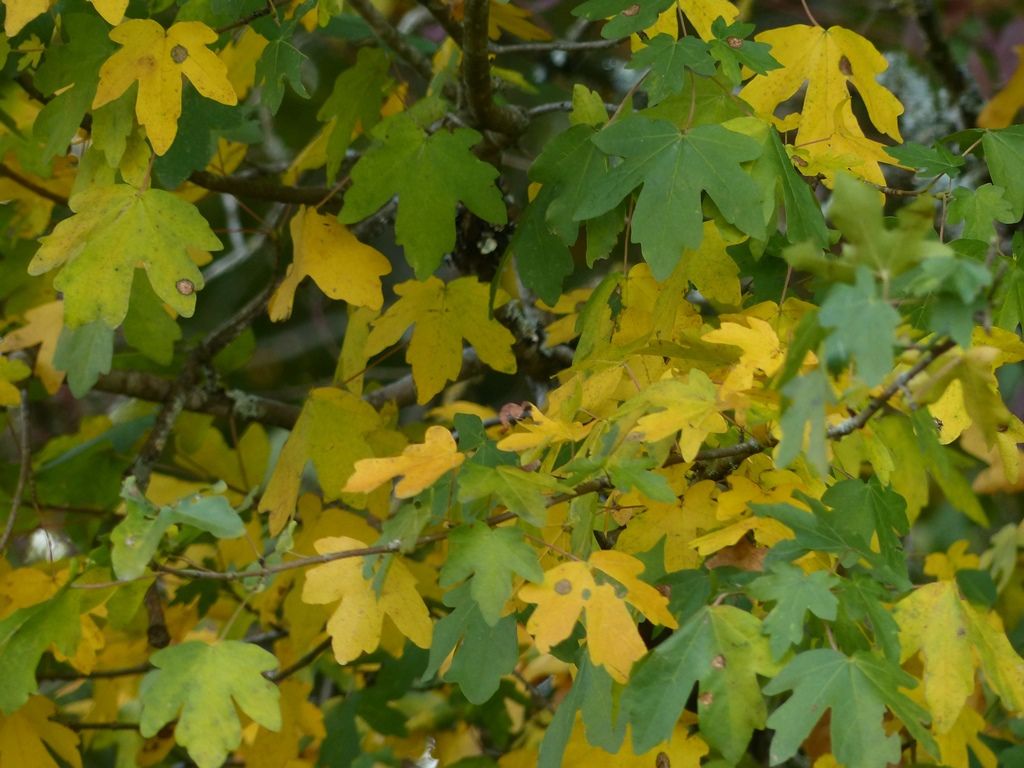 Fin Octobre 2017. La Nature vue par Philippe LAFFONT