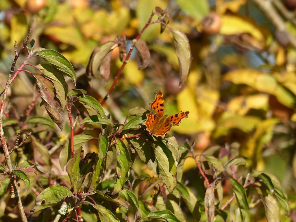 Robert le Diable... (Polygonia c-album) Don de la Nature à Philippe LAFFONT en octobre 2017